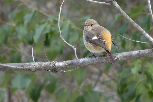 つぶらな瞳の冬鳥ジョウビタキ